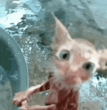 a small chihuahua is standing in a pool of water .