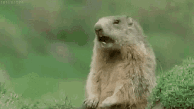 a ground squirrel is standing in the grass with its mouth open and the word gm is written above it .