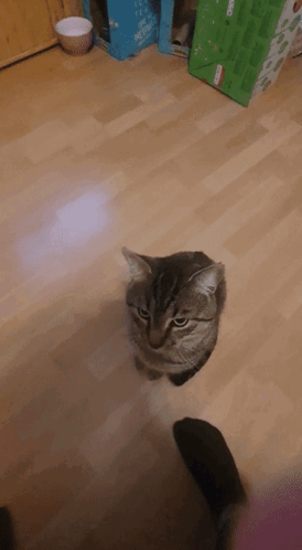 Cat Headbutt GIF - Cat Headbutt GIFs