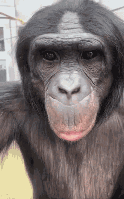 Bonobo Nyota GIF