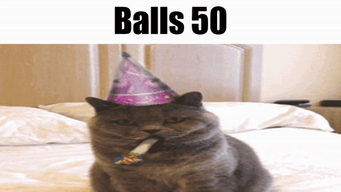 Balls Balls 50 GIF - Balls Balls 50 Cat GIFs
