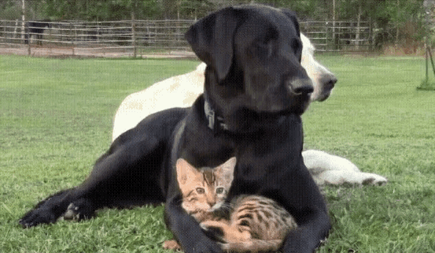 a black dog and a white dog are laying in the grass with a kitten between them