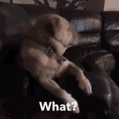 a dog is sitting on a leather couch and asking what ?
