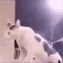 a white cat with black spots is sitting on top of a bed .
