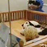 Panda Sleepy GIF - Panda Sleepy Cute Panda GIFs