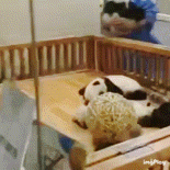 a person is holding a cat in a wooden cage