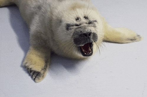 a seal laying down with its mouth open