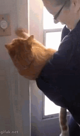 Cat No GIF - Cat No Holding On GIFs