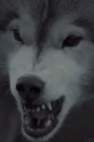Werewolf Fang GIF - Werewolf Wolf Fang GIFs