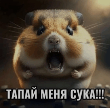 a hamster with its mouth open is screaming in a foreign language ..