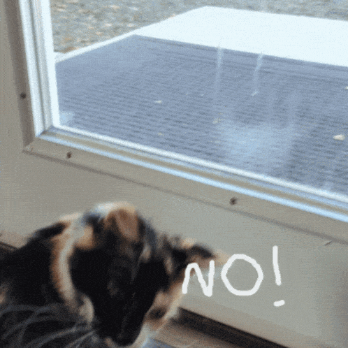 Bowie No Angry Cat GIF - Bowie No Bowie Angry Cat GIFs