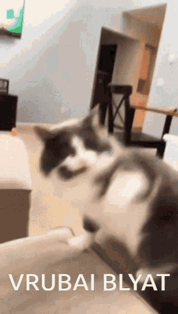 a picture of a cat with the caption vrubai blyat on it