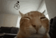 a close up of a cat looking at the camera with its eyes closed .