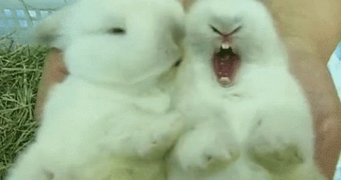 Want Babe GIF - Want Babe Bunnies GIFs