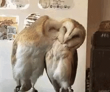 Owl Love GIF - Owl Love Kiss GIFs