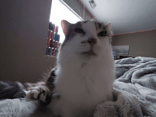 a cat laying on a blanket with a window in the background