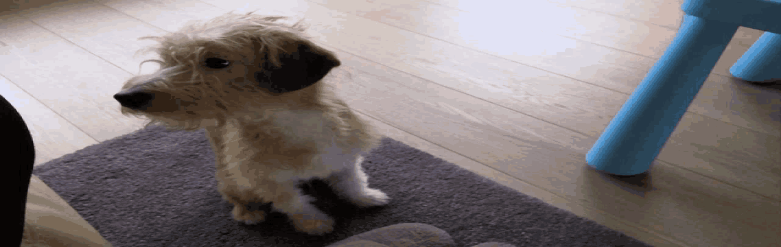 a small brown and white dog is standing on a rug on the floor