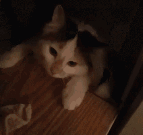 a black and white cat is sitting on a wooden floor in a dark room .