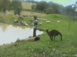 a gifbin.com image of a kangaroo and a man