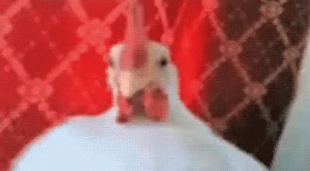 Neck Dance GIF - Neck Dance Rooster GIFs