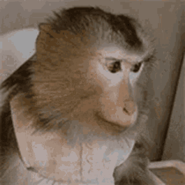 a close up of a monkey wearing a white shirt and a necklace .