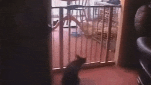 a cat is standing in front of a balcony fence