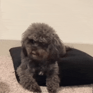a small dog is laying on top of a black pillow on the floor .
