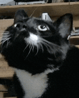 a black and white cat looks up at the camera
