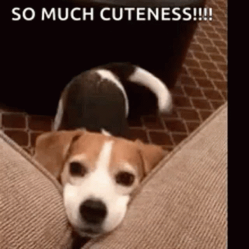 So Cute Doggy GIF - So Cute Doggy Love GIFs
