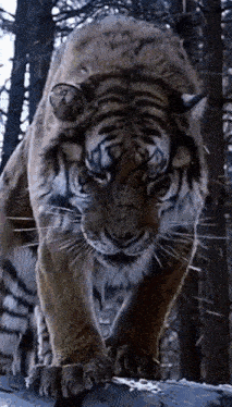 a tiger is walking across a log in the woods .