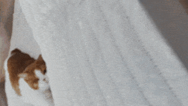 a brown and white cat is laying on a bed