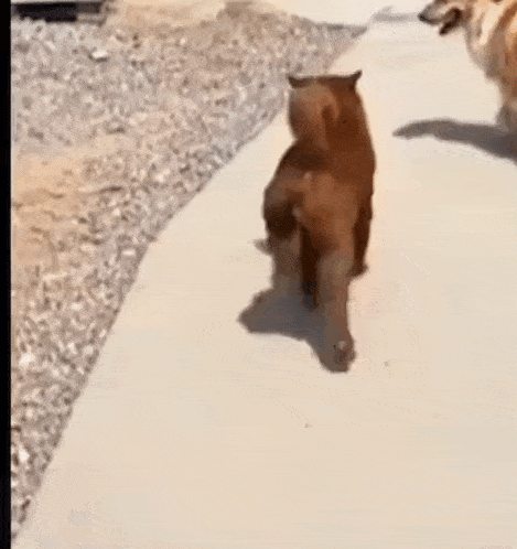 a group of dogs walking down a sidewalk .