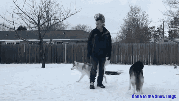 Gone To The Snow Dogs Rfsdan GIF - Gone To The Snow Dogs Rfsdan Jump GIFs