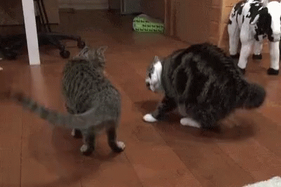 Funny Animals Cats GIF - Funny Animals Cats Tail GIFs