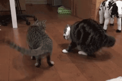 two cats are playing with each other on a wooden floor .