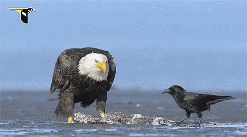 Vulture Crow GIF - Vulture Crow Lunch GIFs