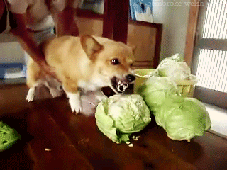 Cabbage GIF - Animals Dogs Corgi GIFs