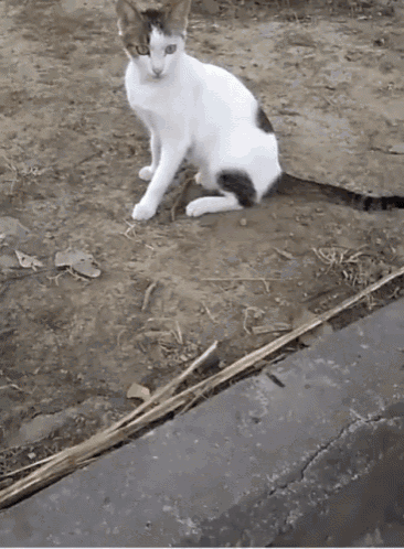 a white cat with brown spots is sitting in the dirt
