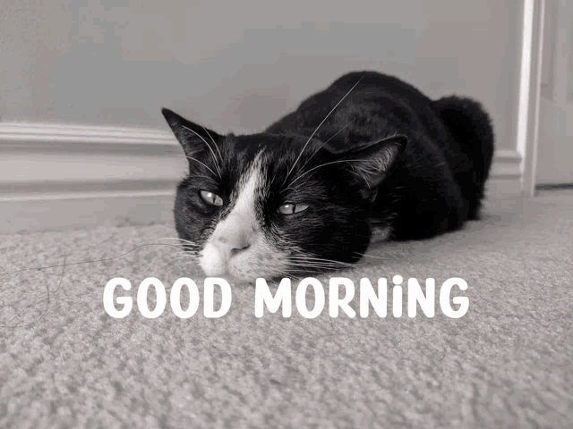 Tibert Good Morning GIF - Tibert Good Morning Cat Good Morning GIFs