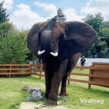 Elephant Ride Viralhog GIF - Elephant Ride Elephant Viralhog GIFs
