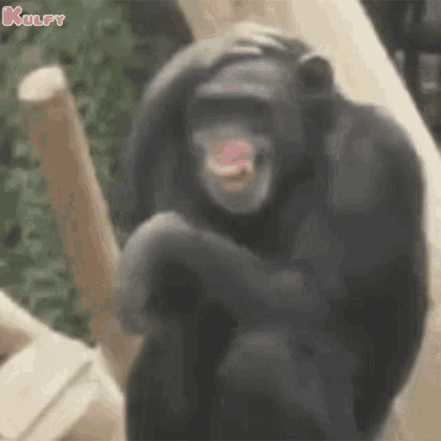 Smile Animals GIF - Smile Animals Chimp GIFs