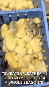 Chicken Nuggets GIF - Chicken Nuggets Chicks GIFs