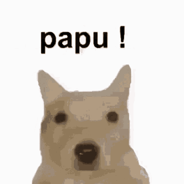 Papu GIF