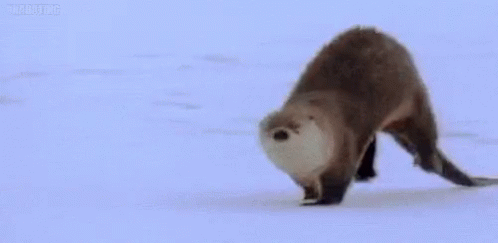 Otter Snow GIF - Otter Snow Day GIFs