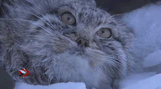 Wink Cat GIF - Wink Cat Snow GIFs
