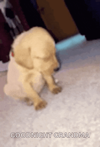a puppy is sitting on the floor with its eyes closed and says goodnight grandma .