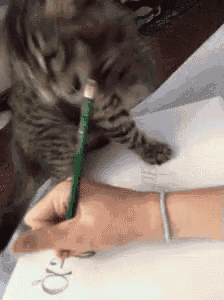 a cat is playing with a person 's pencil while they write