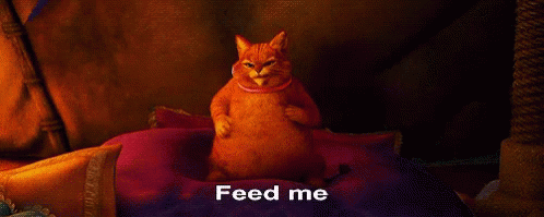 Cats Feed Me GIF - Cats Feed Me If You Dare GIFs
