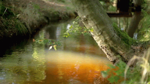 Peaceful Water GIF - Peaceful Water Zen GIFs