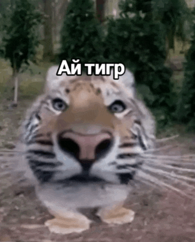 a close up of a tiger 's face with a caption in a foreign language .